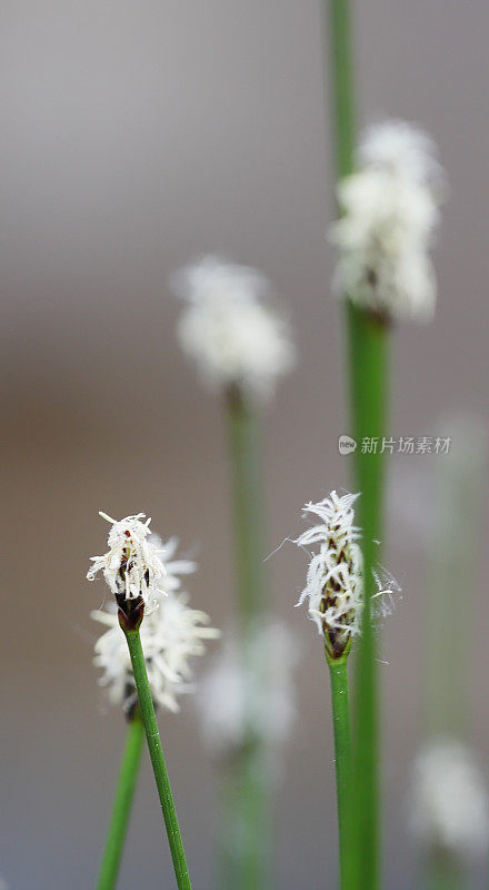 水蛭(Eleocharis palustris)